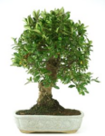 Bonsai 26 anos Juniperus chinensis.png