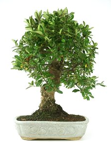Bonsai 26 anos Juniperus chinensis.png