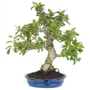 Bonsai 26 anos Malus sp.jpg