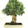 Bonsai 26 anos Olea europaea.png