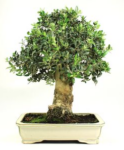 Bonsai 26 anos Olea europaea.png