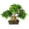Bonsai 29 anos Ficus Retusa.jpg