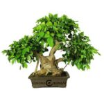 Bonsai 29 anos Ficus Retusa.jpg