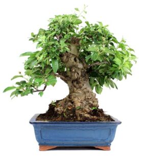 Bonsai 32 anos Malus sp Zp.jpg