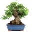 Bonsai 32 anos Malus sp Zp.jpg
