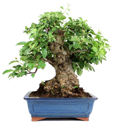 Bonsai 32 anos Malus sp Zp.jpg