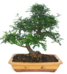Bonsai 32 anys Zanthoxylum piperitum.png
