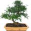 Bonsai 32 anys Zanthoxylum piperitum.png