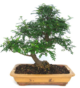 Bonsai 32 anys Zanthoxylum piperitum.png