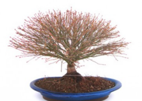 Bonsai 34 anos Acer palmatum kiyohime.png