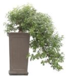 Bonsai 34 anos Zanthoxylum piperitum.jpg