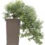 Bonsai 34 anos Zanthoxylum piperitum.jpg