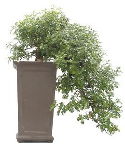 Bonsai 34 anos Zanthoxylum piperitum.jpg