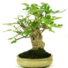 Bonsai 5 anos Ficus Carica 1.jpg