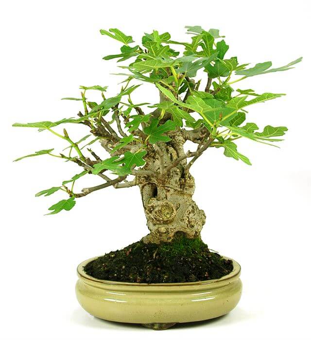 Bonsai 5 anos Ficus Carica 1.jpg