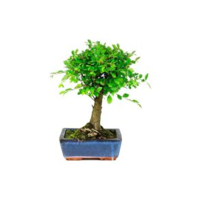Bonsai 5 anos Zelkova Parvifolia.jpg