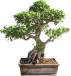 Bonsai 52 anos ficus india.png