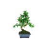 Bonsai 6 anos Carmona microphylla .jpg
