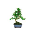 Bonsai 6 anos Carmona microphylla .jpg