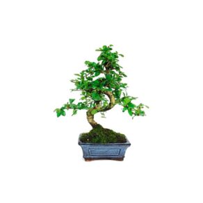 Bonsai 6 anos Carmona microphylla .jpg