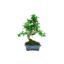 Bonsai 6 anos Carmona microphylla .jpg
