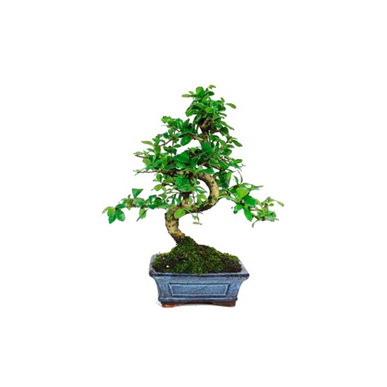 Bonsai 6 anos Carmona microphylla .jpg