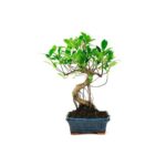 Bonsai 6 anos Ficus Retusa.jpg