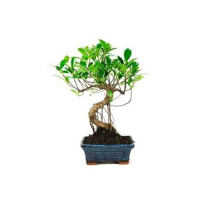 Bonsai 6 anos Ficus Retusa.jpg