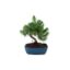 Bonsai 6 anos Pinus halepensis.jpg