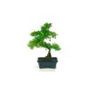 Bonsai 6 anos Sageretia theezans .jpg