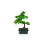 Bonsai 6 anos Sageretia theezans .jpg