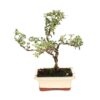 Bonsai 6 anos Serissa phoetida variegata.jpg