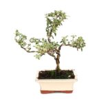 Bonsai 6 anos Serissa phoetida variegata.jpg
