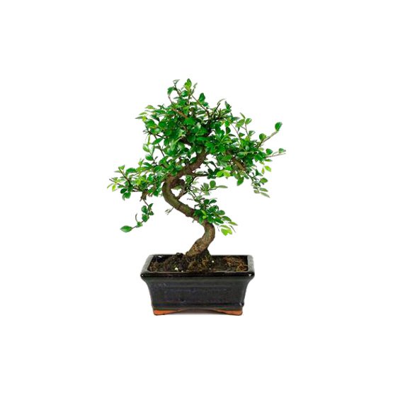 Bonsai 6 anos Zelkova Parvifolia.jpg