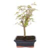 Bonsai 7 anos Acer palmatum.jpg