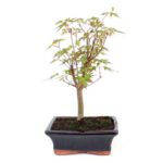 Bonsai 7 anos Acer palmatum.jpg