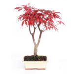 Bonsai 7 anos Acer palmatum atropurpureum.jpg