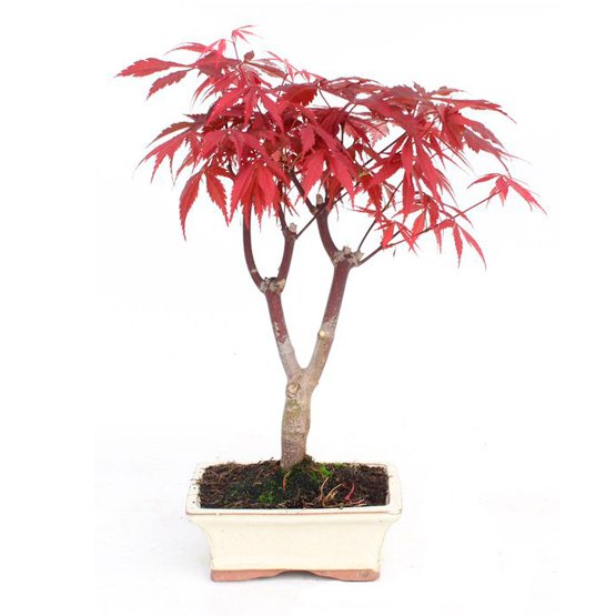 Bonsai 7 anos Acer palmatum atropurpureum.jpg