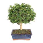 Bonsai 7 anos Carmona microphylla 2.jpg