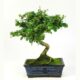 Bonsai 7 anos Carmona microphylla.jpg