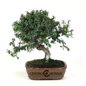 Bonsai 7 anos Cotoneaster sp. ZP E.jpg