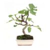 Bonsai 7 anos Ficus carica.jpg