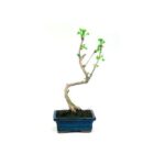 Bonsai 7 anos Gingko biloba.jpg