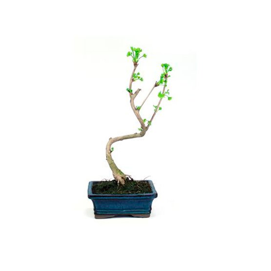 Bonsai 7 anos Gingko biloba.jpg Bonsai 7 anos Gingko biloba.jpg