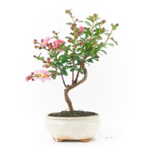 Bonsai 7 anos Lagerstroemia sp.jpg