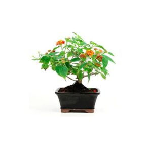 Bonsai 7 anos Lanthana Camara.jpg