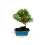 Bonsai 7 anos Pinus halepensis.jpg