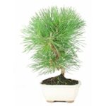 Bonsai 7 anos Pinus thunbergii.jpg
