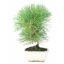Bonsai 7 anos Pinus thunbergii.jpg