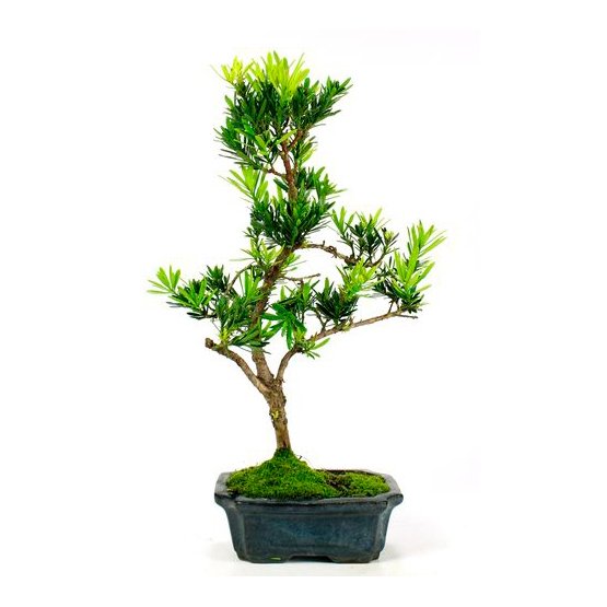 Bonsai 7 anos Podocarpus macrophyllus.jpg Bonsai 7 anos Podocarpus macrophyllus.jpg